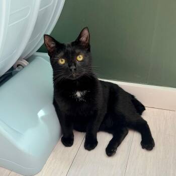 Turnip -  Domestic Short Hair Cat for Adoption in New Orleans, Louisiana - Turnip | PetCurious