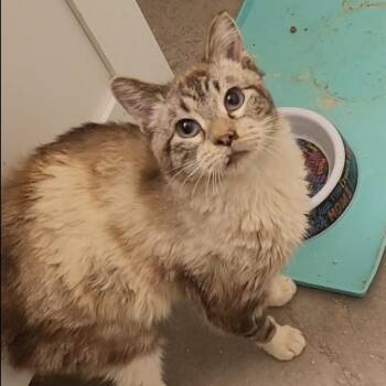 Blackfoot Orr -  Siamese Cat for Adoption in Eagle Mountain, Utah - Blackfoot Orr | PetCurious