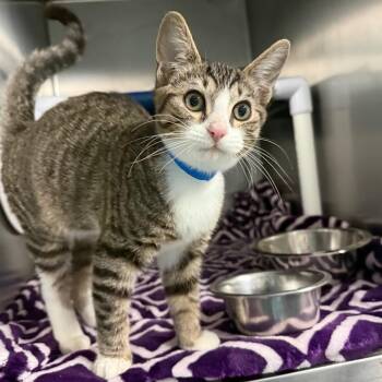 Turner -  Domestic Short Hair Cat for Adoption in Lakeland, Florida - Turner | PetCurious
