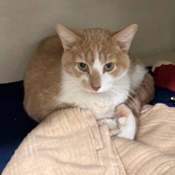 Rescue Domestic Short Hair Cats for Adoption in Wheeling, Illinois - Lucien | PetCurious