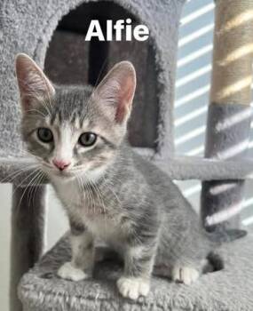 Domestic Short Hair Cats Available for Adoption in Magnolia, Texas - Alfie | PetCurious