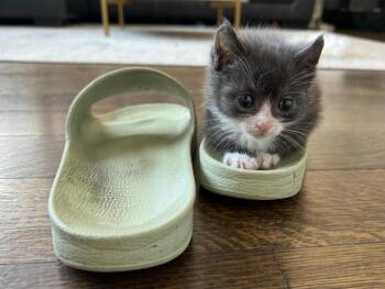 Reed -  Domestic Short Hair Cat Available for Adoption in New York, New York - Reed | PetCurious
