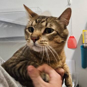 Chomper -  Domestic Short Hair Cat for Adoption in Idaho Falls, Idaho - Chomper | PetCurious