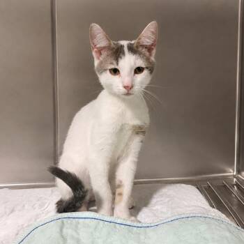 Hearts -  Domestic Short Hair Cat for Adoption in Wappingers Falls, New York - Hearts | PetCurious