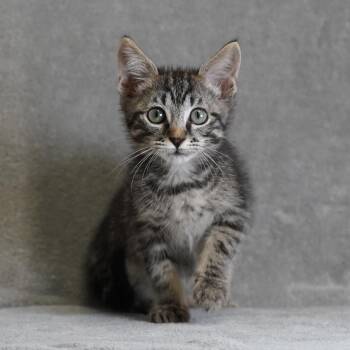 Pinecone -  Domestic Short Hair Cat for Adoption in Sunnyvale, California - Pinecone | PetCurious