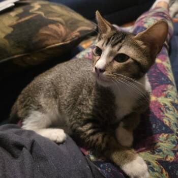 Jake -  Domestic Short Hair and Abyssinian Cat for Adoption in Fresno, California - Jake | PetCurious