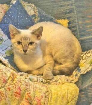 Absolutely Not -  Siamese and Domestic Short Hair Cat for Adoption in Pineville, Louisiana - Absolutely Not | PetCurious