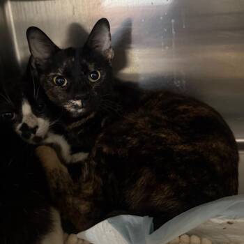 Domestic Short Hair Cats Available for Adoption in Spokane, Washington - Tarte | PetCurious