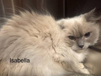 Ragdoll Cats Available for Adoption in St. George, Utah - Isabella | PetCurious