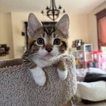 Domestic Short Hair Cats Available for Adoption in Fishers, Indiana - Toast | PetCurious