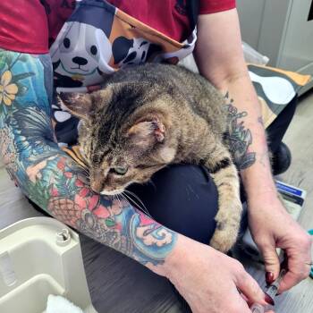 Mini (teal) -  Domestic Short Hair Cat for Adoption in Belfair, Washington - Mini (teal) | PetCurious
