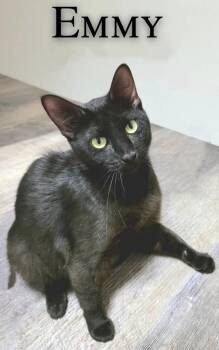 Emmy -  Domestic Short Hair Cat for Adoption in Mansfield, Texas - Emmy | PetCurious