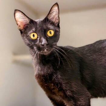 Gwen -  Domestic Short Hair Cat for Adoption in Falls Church, Virginia - Gwen | PetCurious