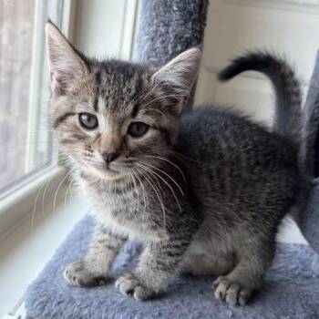 Grayson -  Domestic Short Hair Cat Available for Adoption in Knoxville, Tennessee - Grayson | PetCurious