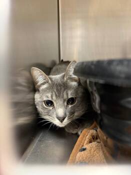 Domestic Short Hair Cats Available for Adoption in Johnson City, Tennessee - Duke (Petie Way) | PetCurious