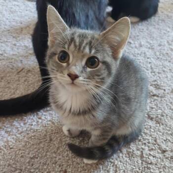 Domestic Short Hair Cats Available for Adoption in Huntsville, Alabama - Lavender | PetCurious