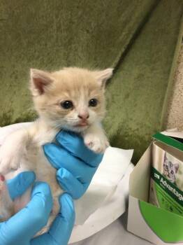 Domestic Short Hair Cats Available for Adoption in Riverside, California - SLINKIE | PetCurious