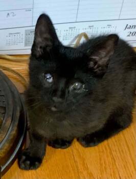 Quill -  Domestic Short Hair Cat for Adoption in Chicago, Illinois - Quill | PetCurious