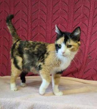 Mallory -  Domestic Short Hair Cat Available for Adoption in Bucyrus, Ohio - Mallory | PetCurious
