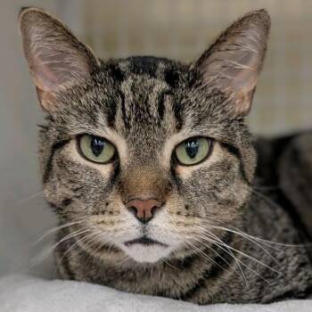 Domestic Short Hair Cats Available for Adoption in Buffalo, New York - Buster | PetCurious