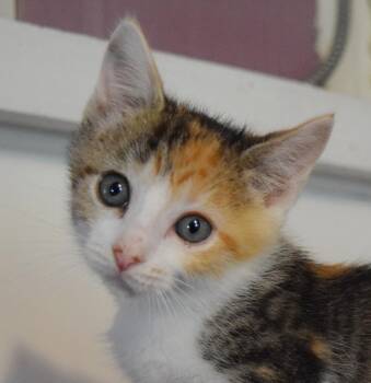 Juicy Fruit -  Domestic Short Hair Cat for Adoption in Bulverde, Texas - Juicy Fruit | PetCurious