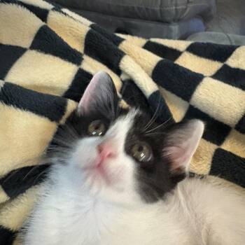 American Shorthair Cats Available for Adoption in Forney, Texas - Brew | PetCurious