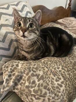 Rescue Domestic Short Hair Cats for Adoption in Missoula, Montana - Mary May | PetCurious