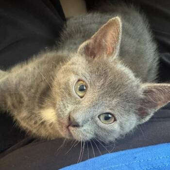 Foghorn -  Domestic Short Hair Cat for Adoption in Chattanooga, Tennessee - Foghorn | PetCurious
