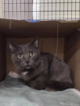 Domestic Short Hair Cats Available for Adoption - Portia | PetCurious