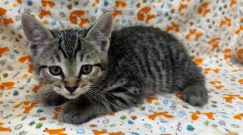 Domestic Short Hair Cats Available for Adoption in Moreno Valley, California - A551152 | PetCurious