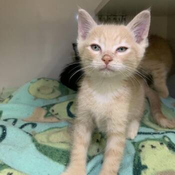 Jack -  Domestic Short Hair Cat for Adoption in Redwood City, California - Jack | PetCurious