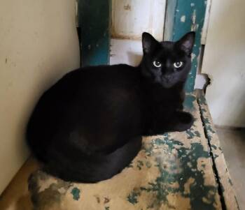 Rescue Domestic Short Hair Cats for Adoption in Lodi, California - Celeste | PetCurious