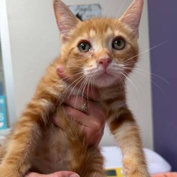 Domestic Short Hair Cats Available for Adoption in Englewood, Florida - Clyde | PetCurious