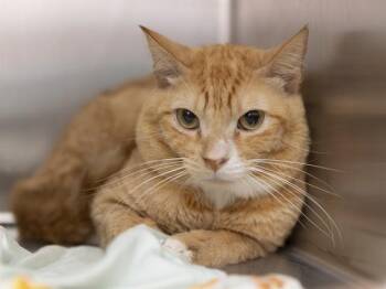 PALKIA -  Domestic Short Hair Cat for Adoption in Phoenix, Arizona - PALKIA | PetCurious