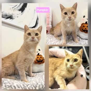 Rescue Domestic Short Hair Cats for Adoption in Winnipeg, Manitoba - Pumpkin | PetCurious