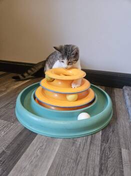 Domestic Short Hair Cats Available for Adoption - Coco | PetCurious