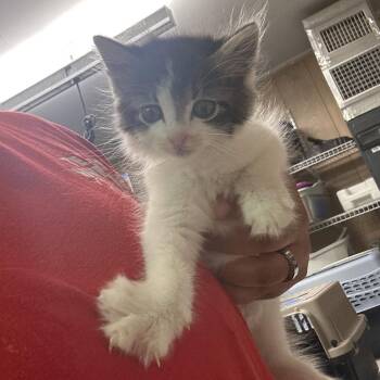 Roy -  Domestic Short Hair Cat for Adoption in Leander, Texas - Roy | PetCurious