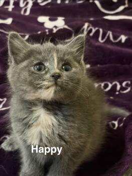 Happy -  Domestic Short Hair Cat for Adoption in Kenhorst, Pennsylvania - Happy | PetCurious