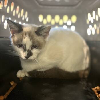 Rescue Domestic Short Hair Cats for Adoption in Lynchburg, Virginia - Cleo | PetCurious