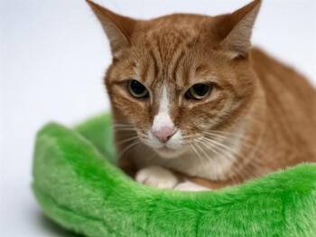 MANGO -  Domestic Short Hair Cat for Adoption in Fort Lauderdale, Florida - MANGO | PetCurious