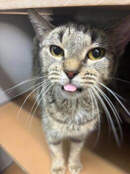 Dolly -  Domestic Short Hair Cat for Adoption in Paducah, Kentucky - Dolly | PetCurious