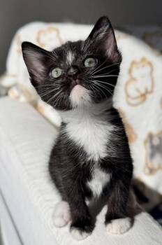 Domestic Short Hair Cats Available for Adoption in Fort Worth, Texas - Checkers | PetCurious