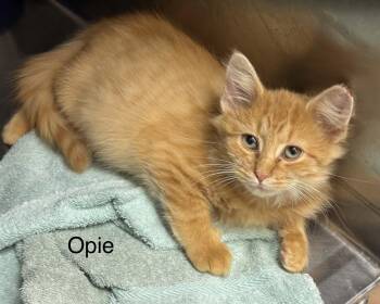 Rescue Domestic Long Hair Cats for Adoption in Ulster, Pennsylvania - Opie | PetCurious