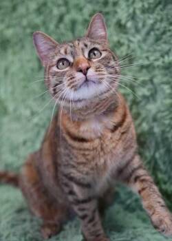 Zaza -  Domestic Short Hair Cat for Adoption in Wheaton, Illinois - Zaza | PetCurious