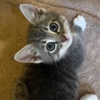 Markl -  Domestic Short Hair Cat for Adoption in Las Cruces, New Mexico - Markl | PetCurious