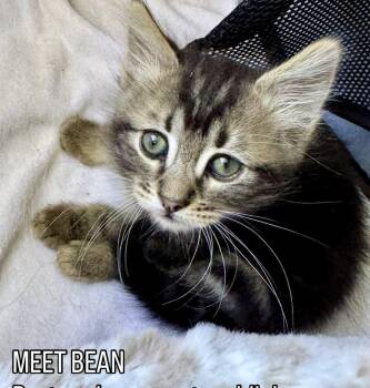 Bean -  Domestic Medium Hair Cat for Adoption in Westlake Village, California - Bean | PetCurious