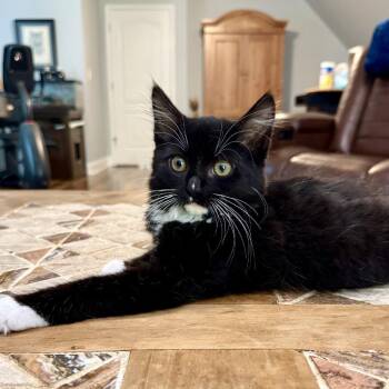 Nathan -  Domestic Medium Hair Cat for Adoption in Peachtree City, Georgia - Nathan | PetCurious