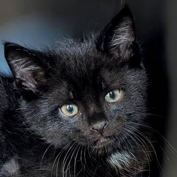 Kituno - Reduced Fee -  Domestic Short Hair Cat Available for Adoption in Jefferson, Wisconsin - Kituno - Reduced Fee | PetCurious