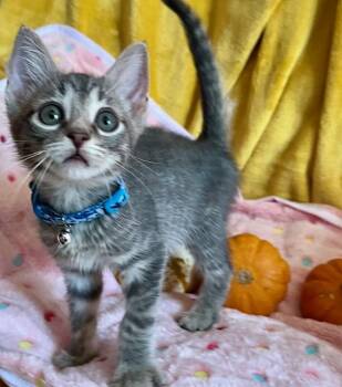 Rescue Domestic Short Hair Cats for Adoption in Sykesville, Maryland - Marco | PetCurious