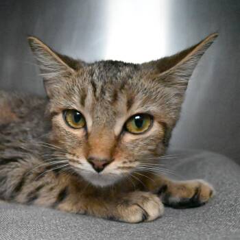 Sonsa -  Domestic Short Hair Cat for Adoption in West Palm Beach, Florida - Sonsa | PetCurious